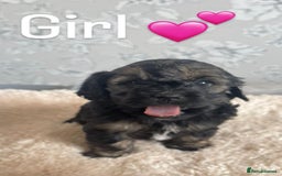 Mixed Breed dogs for sale: Dogs  - Image 6