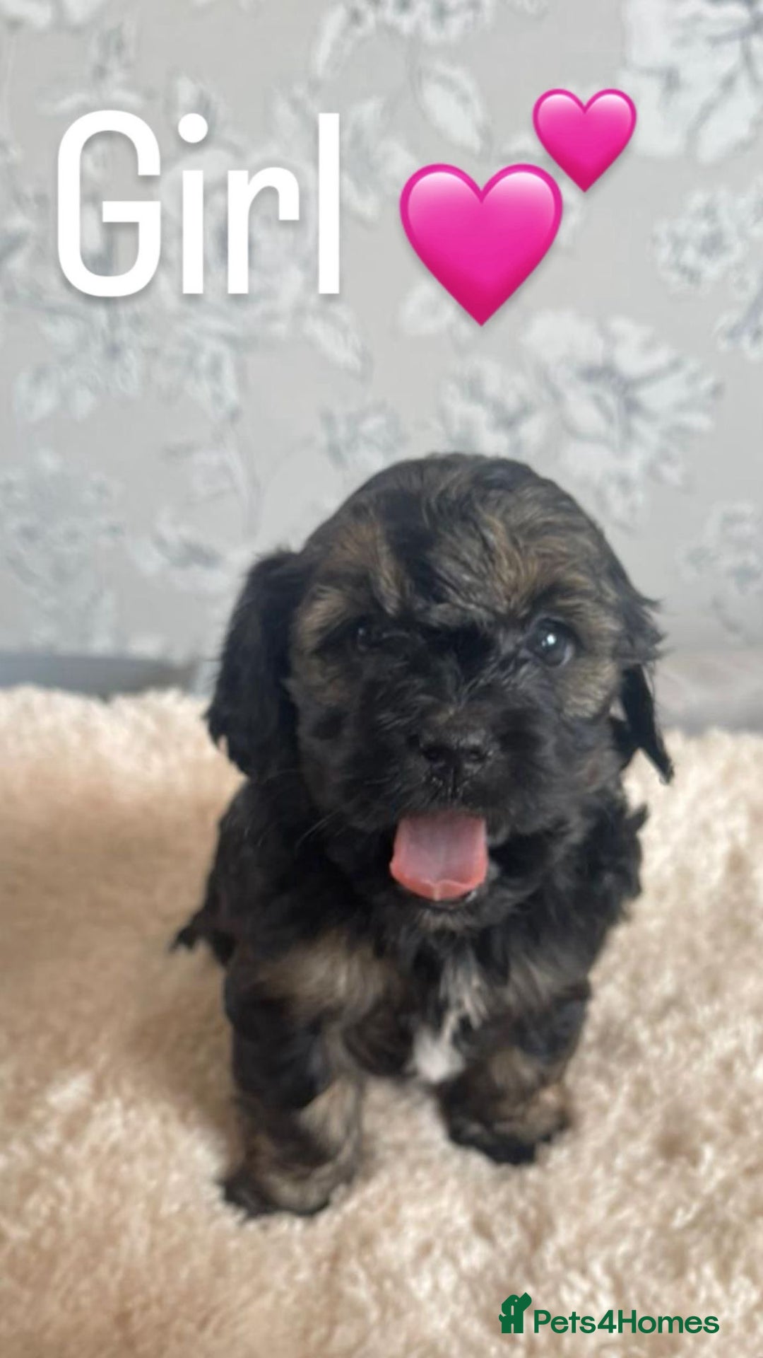 Mixed Breed dogs for sale: Dogs  - Image 6