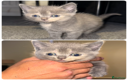 British Shorthair cats for sale: Kittens for sale - Image 3