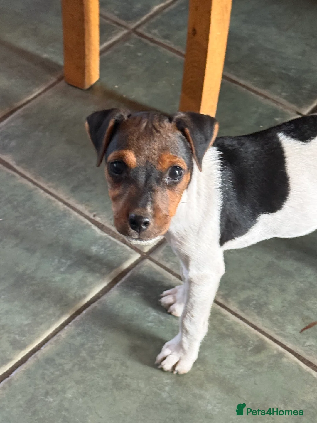 Jack Russell dogs for sale: Traditional Jack Russell bitch puppy  - Advert 2