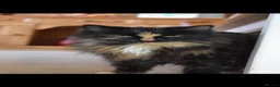 Mixed Breed cats for sale: Gentle mannered female  in North Walsham - Advert 3
