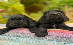 Cocker Spaniel dogs for sale: Beautiful cocker spaniel Boys  - Image 10
