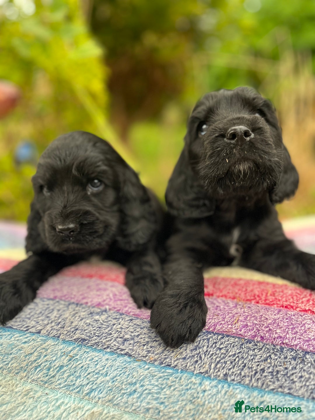 Cocker Spaniel dogs for sale: Beautiful cocker spaniel Boys  - Image 10