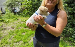 Jack Russell dogs for sale: Tri coloured & caramel JRT pups from organic farm - Image 4
