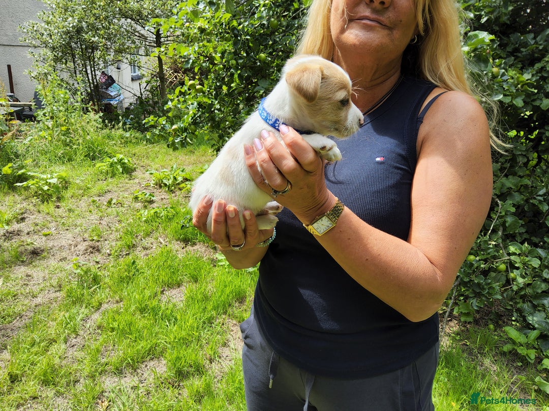 Jack Russell dogs for sale: Tri coloured & caramel JRT pups from organic farm - Image 4