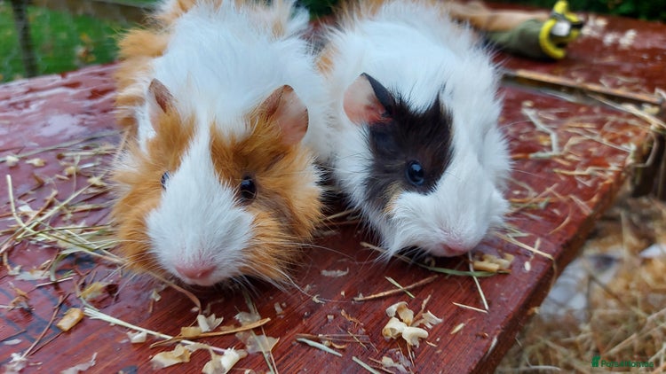 Guinea Pig rodents - Advert 3