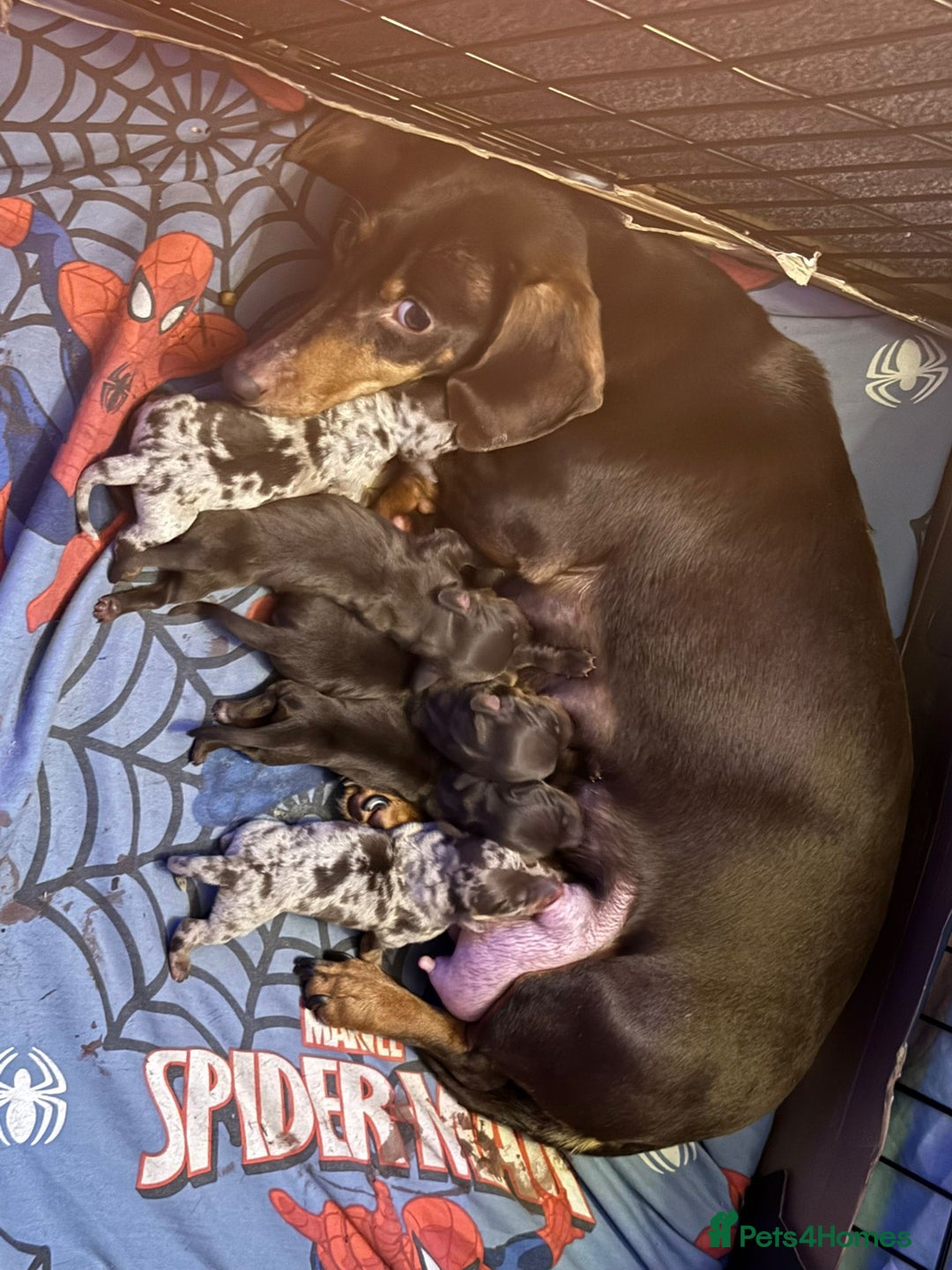 Dachshund dogs for sale: Gorgeous Dachshunds  - Advert 6