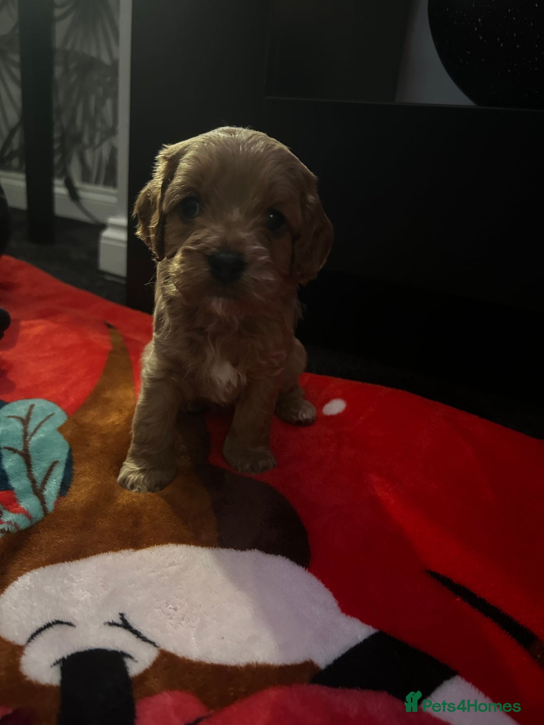 Cavapoo dogs for sale: Cavapoo - Advert 2