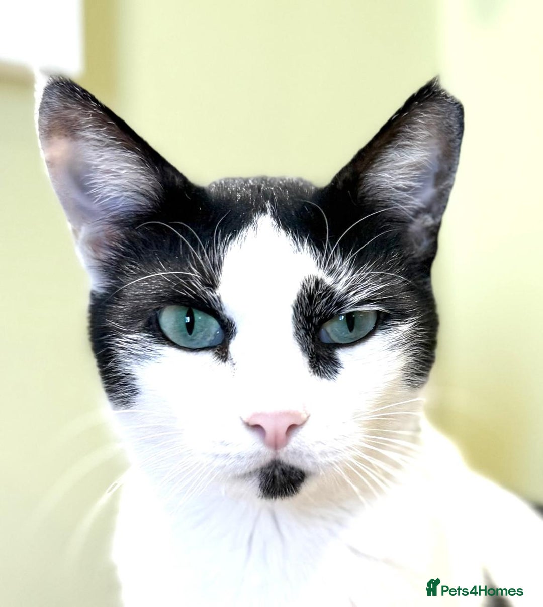 Mixed Breed cats for adoption: 👑 Queen – Indoor Chatty Little Lady - Advert 7