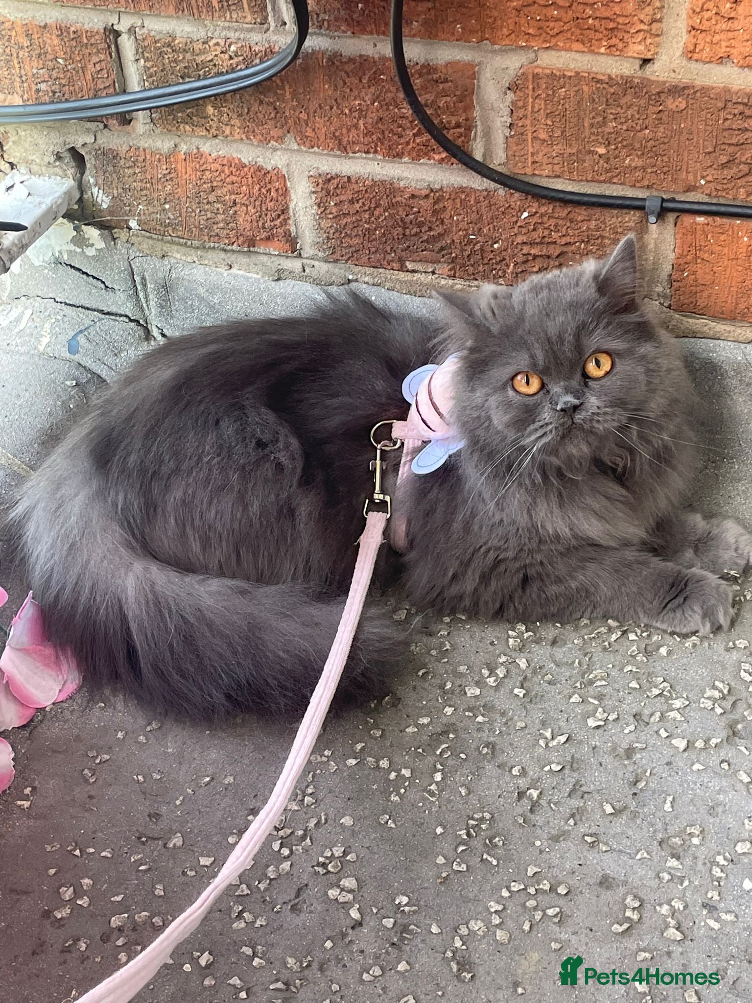 Russian Blue cats Russian blue girl for sale - Advert 6