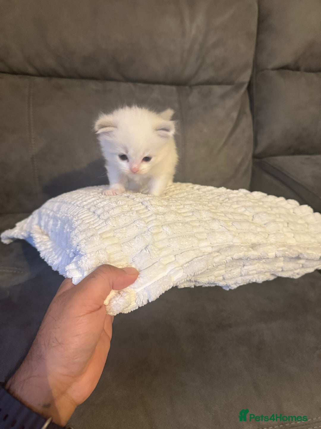Ragdoll cats for sale: Stunning Ragdoll Boy Kitten - Image 8