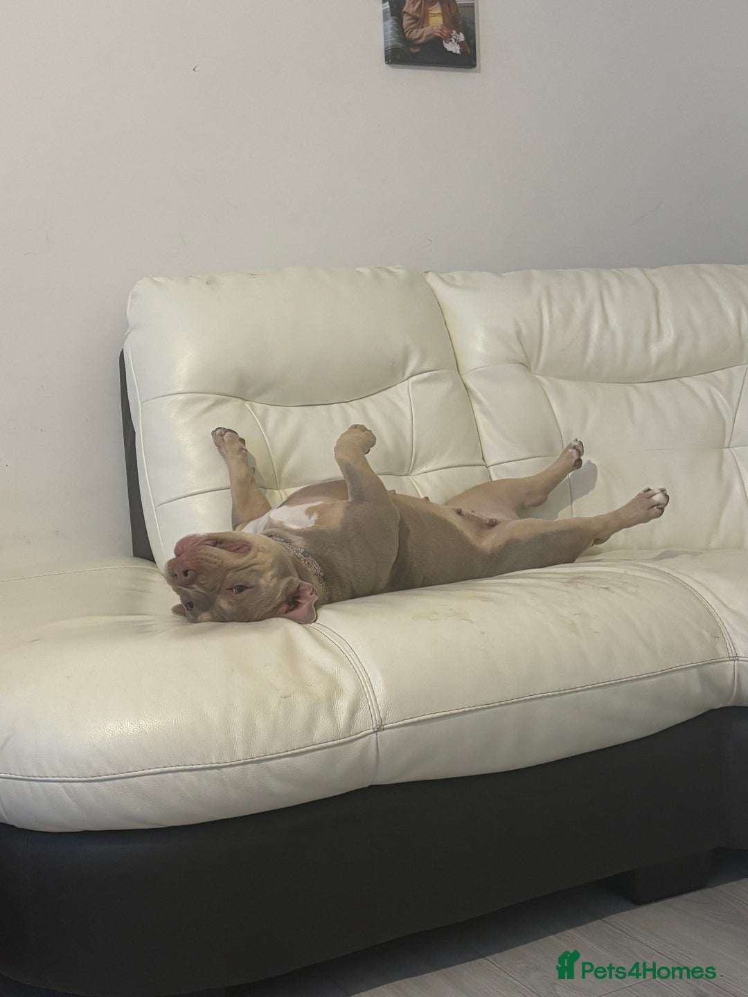 American Bully dogs for sale: Female micro bully - Advert 4