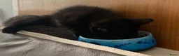 Mixed Breed cats for sale: Playful, cute, adventurous with manners lol - Advert 6