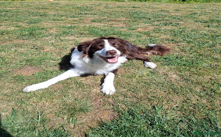 Border Collie dogs - Advert 1