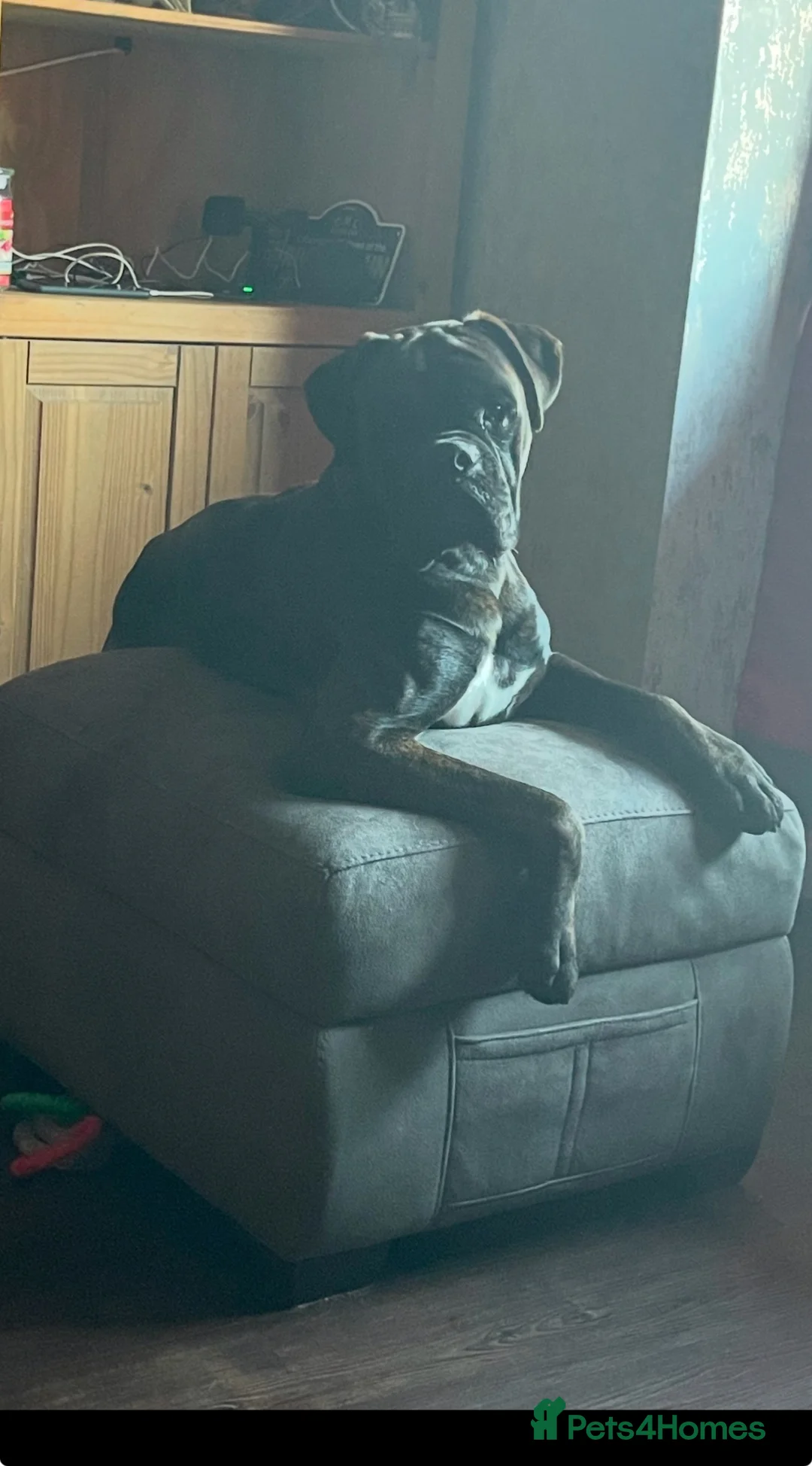 Boxer dogs for sale: KC registered Brindle Boxers in Saint Austell - Advert 13