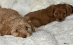 Cavapoo dogs for sale: Beautiful cavapoos - Image 9