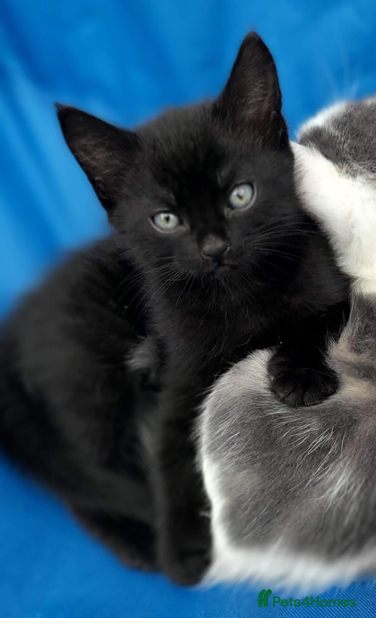 Mixed Breed cats Boy kittens  - Advert 13