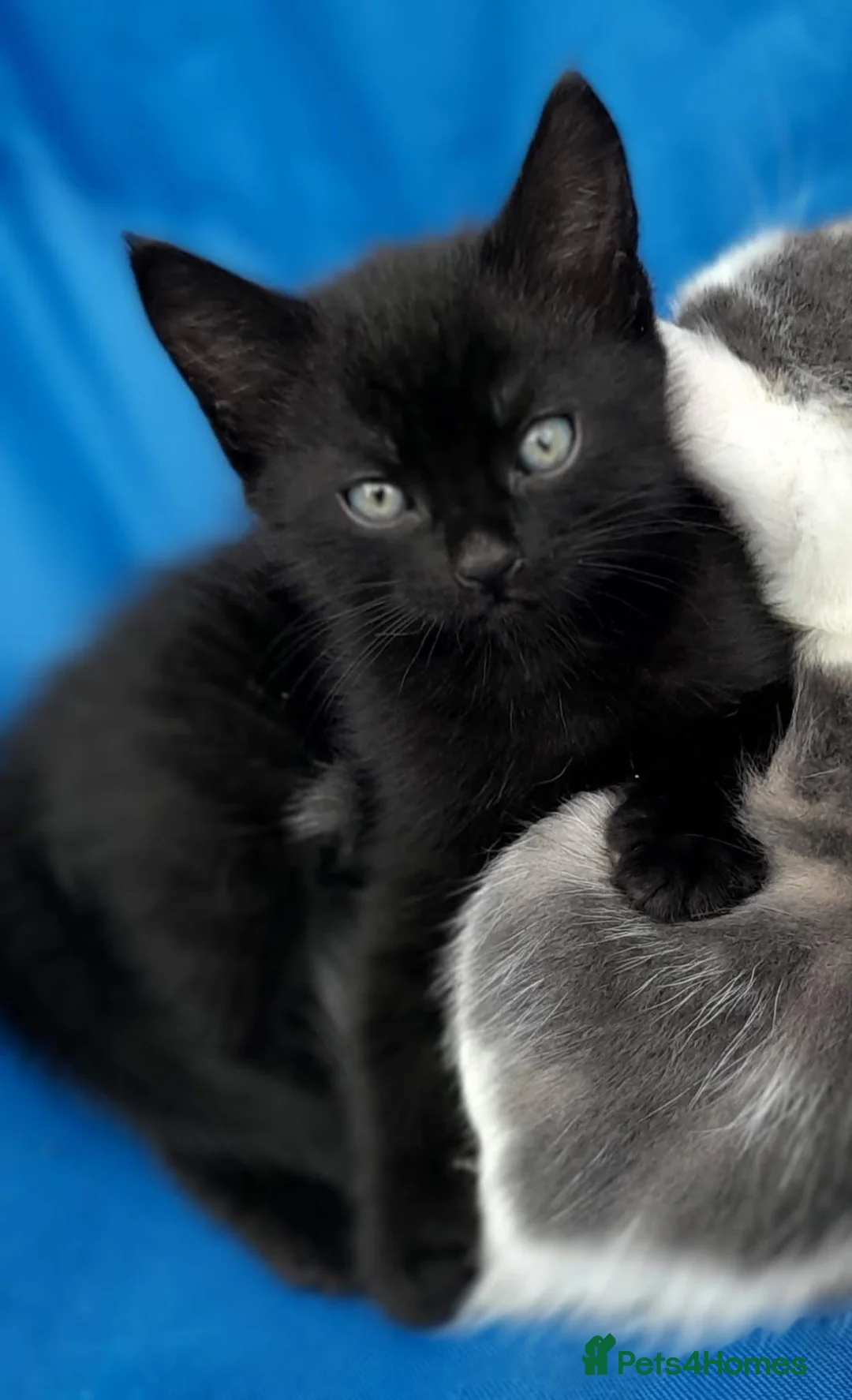 Mixed Breed cats for sale: Boy kittens  - Advert 1