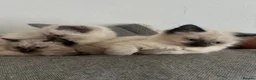 Ragdoll cats for sale: ragdoll kittens  and British shorthair available  - Advert 7