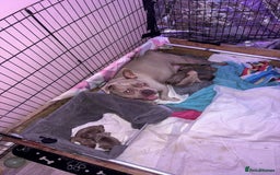 American Bully dogs for sale: Pocket bully puppy’s  - Image 7