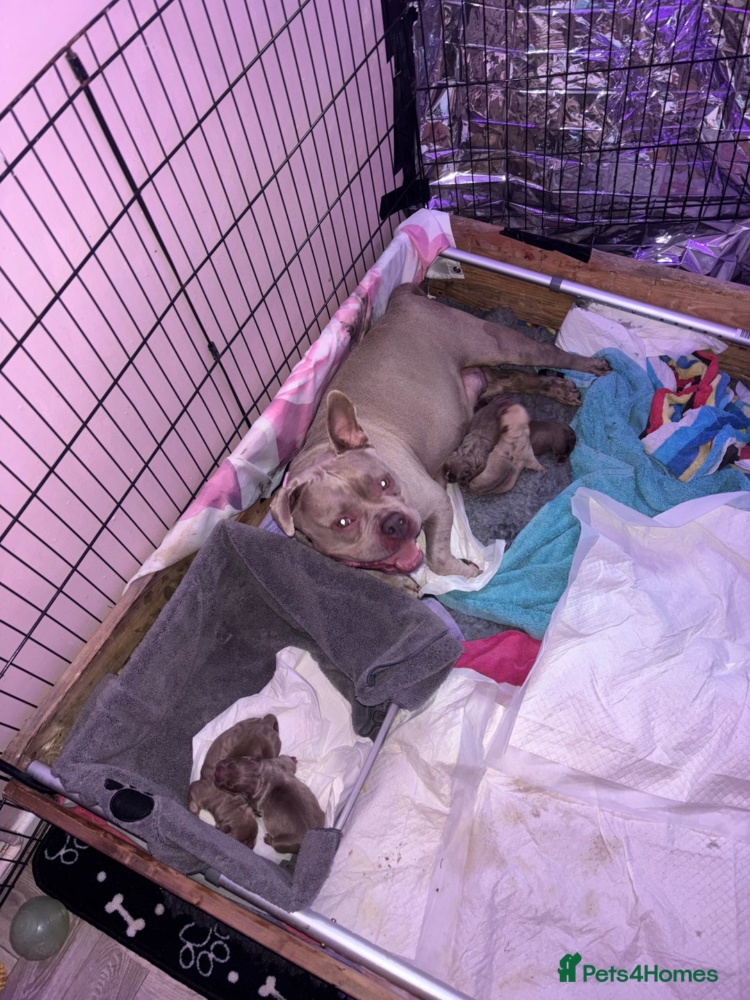 American Bully dogs for sale: Pocket bully puppy’s  - Image 7