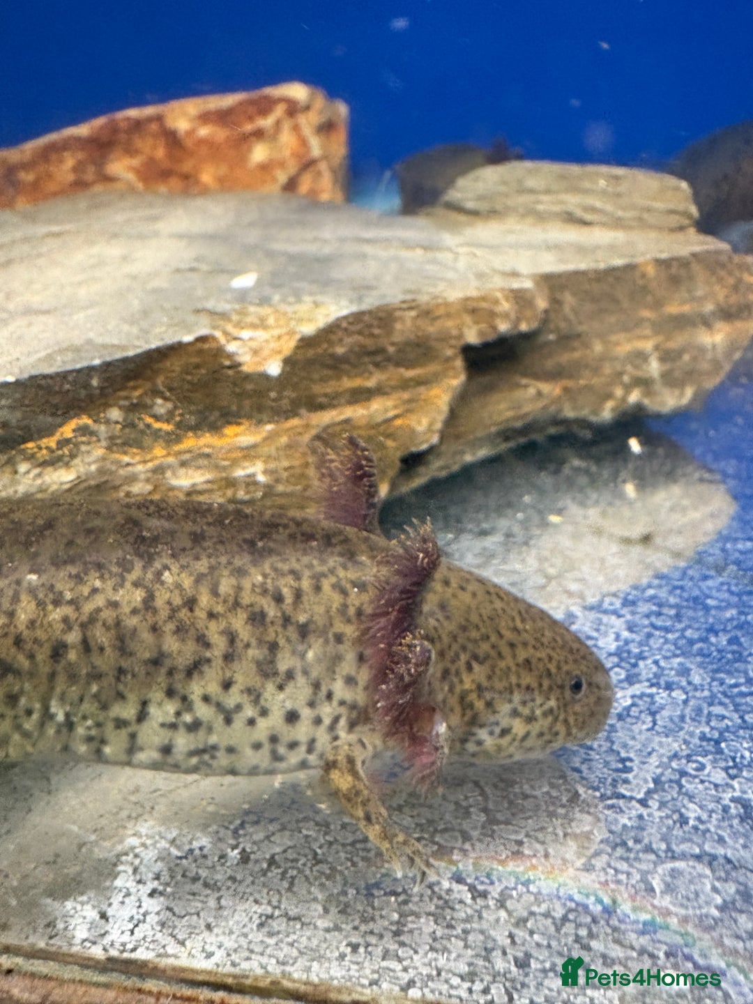 Axolotl reptiles for sale: Adorable Axolotls  - Advert 4