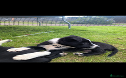 Border Collie dogs for sale: Border Collie puppies  - Image 4