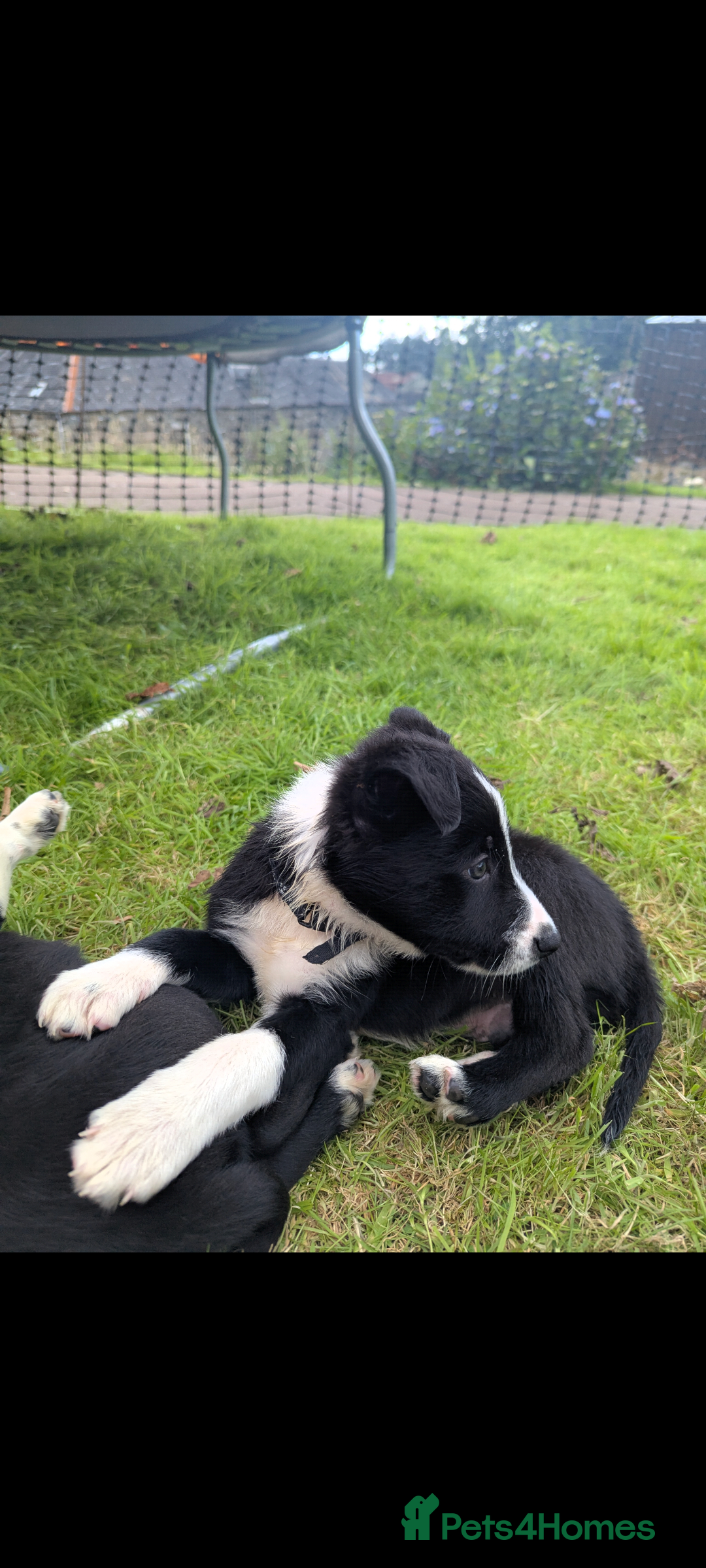 Border Collie dogs for sale: Border Collie puppies  - Image 4