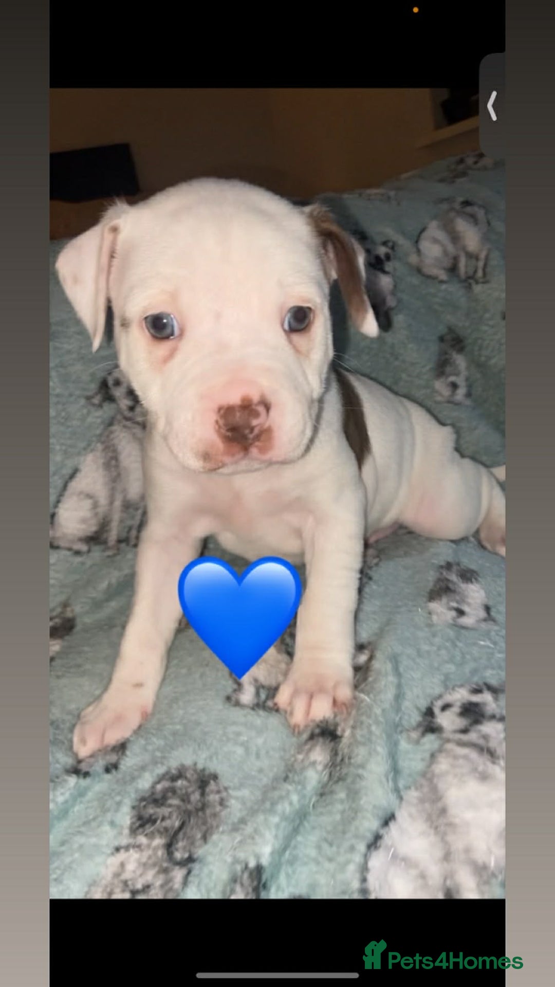 Mixed Breed dogs for sale: Staffy cross puppies  - Advert 2