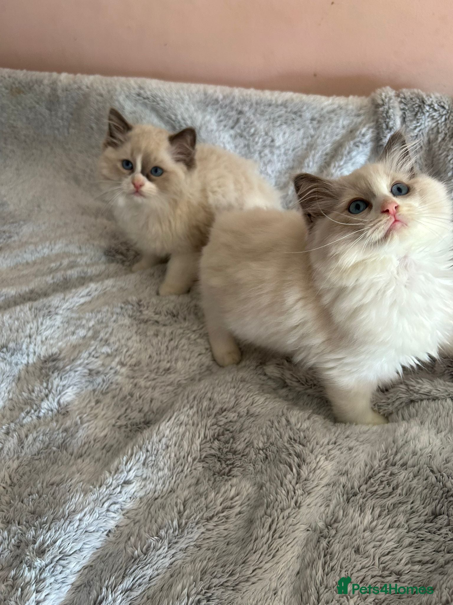 Ragdoll cats Ragdolls 😸 kittens 😸 looking lovely family - Advert 3