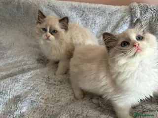 Ragdoll cats Ragdolls 😸 kittens 😸 looking lovely family - Advert 3