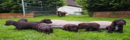 Cocker Spaniel dogs for sale: KC registered Working Cockers- Maesydderwen bred - Advert 5