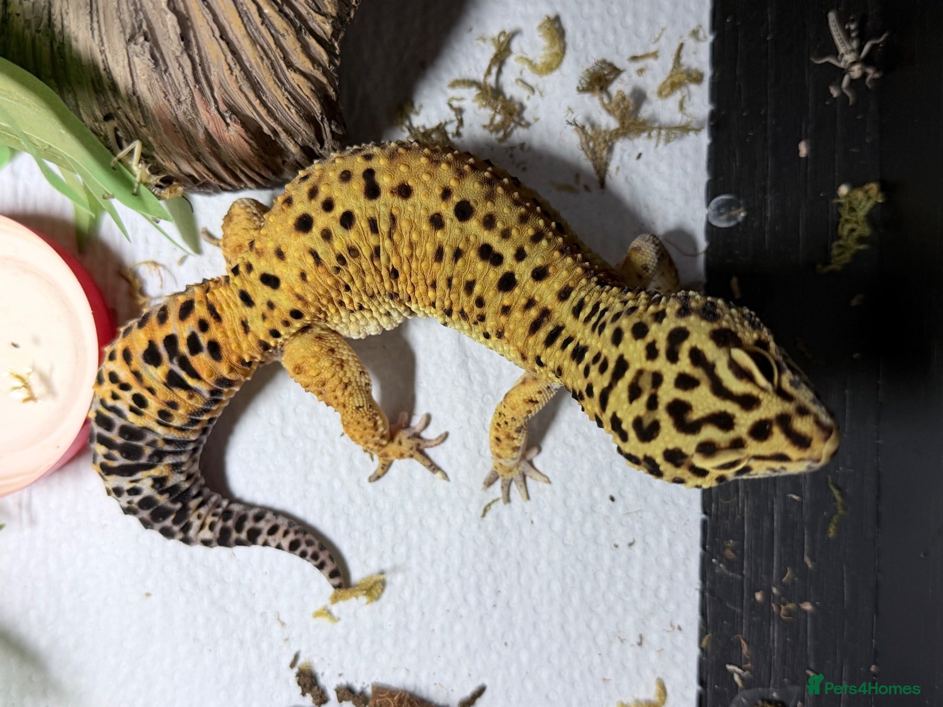Leopard Gecko reptiles Friendly and very easy Gecko  - Advert 1