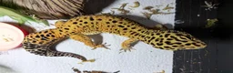 Leopard Gecko reptiles for sale: Friendly and very easy Gecko  in Polegate - Advert 1