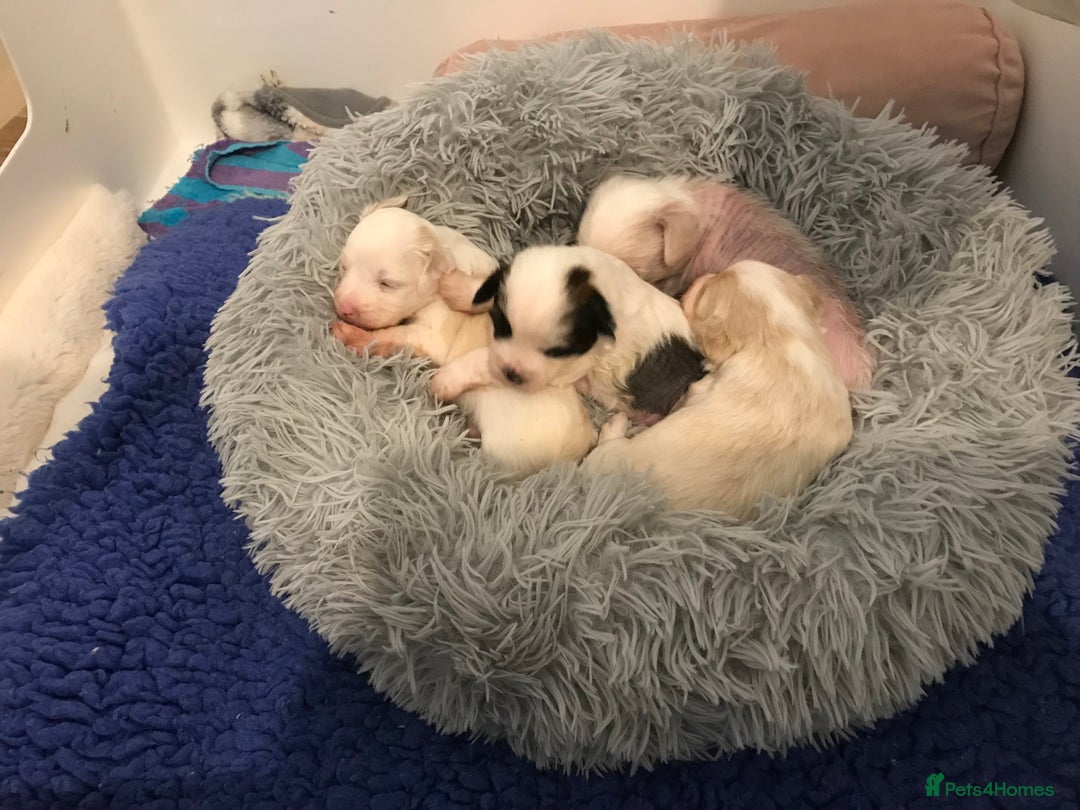 Chinese Crested dogs for sale: Chinese Crested puppies - Advert 16