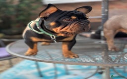 French Bulldog dogs for stud: Big rope pink carrier French bulldog  - Image 4