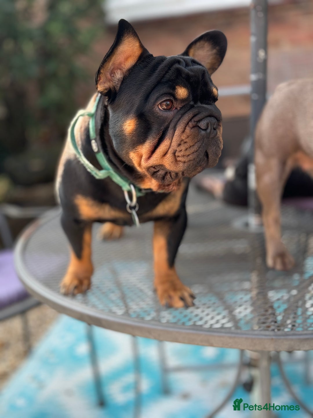 French Bulldog dogs for stud: Big rope pink carrier French bulldog  - Image 4