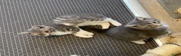 British Shorthair cats for sale: Beautiful British shirthair ready for loving home - Advert 3
