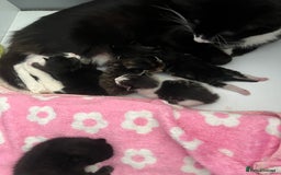 American Curl cats for sale: Kittens for sale  in Newport - Image 5