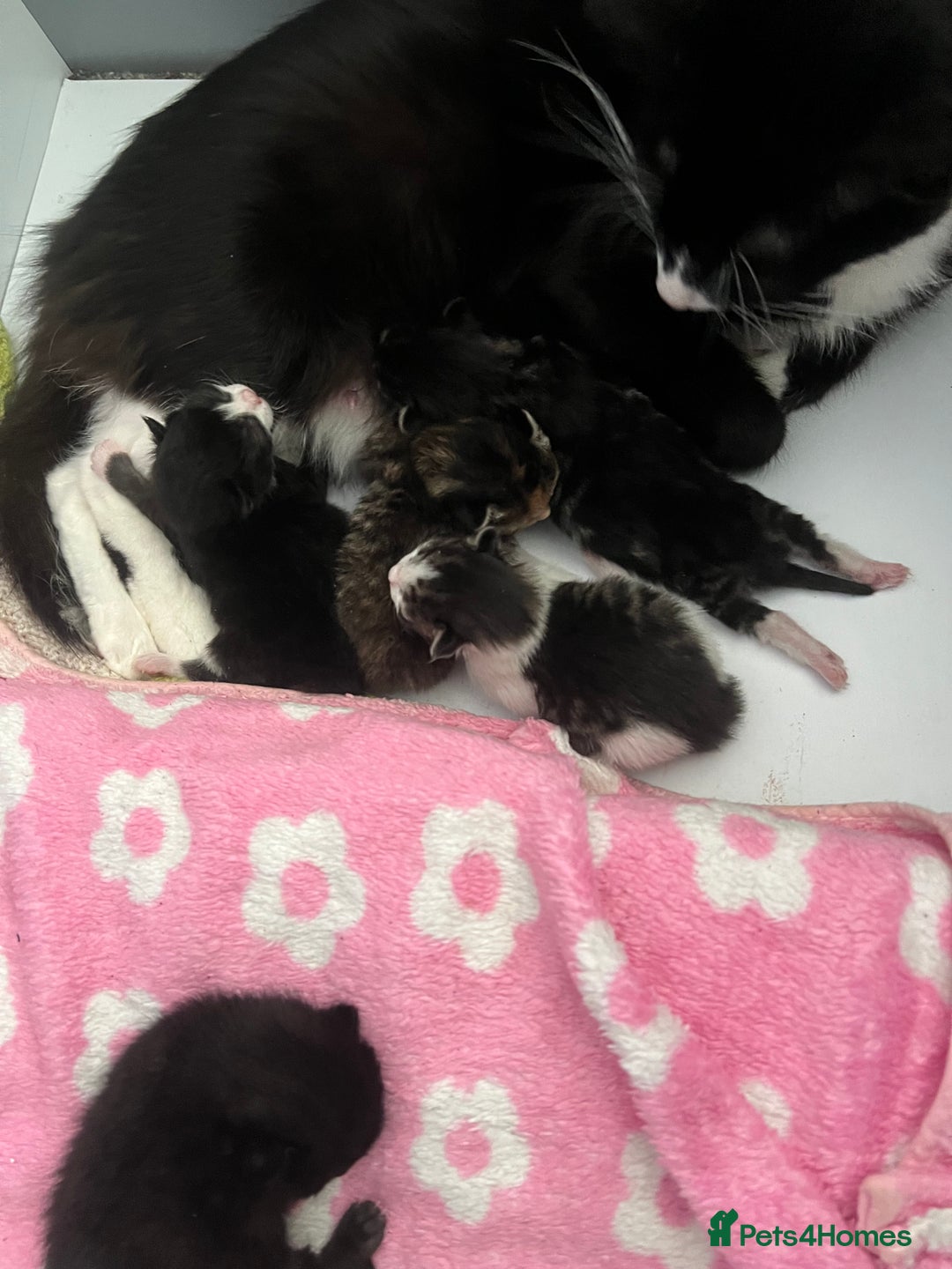 American Curl cats for sale: Kittens for sale  in Newport - Image 5