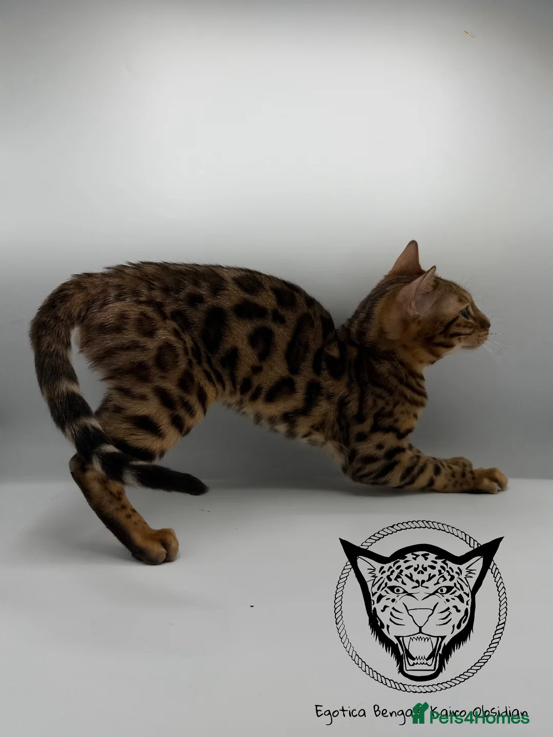 Bengal cats for sale: 🐆✨ LAST KITTEN 6TH TICA GENERATION BENGAL🐆✨ - Advert 22