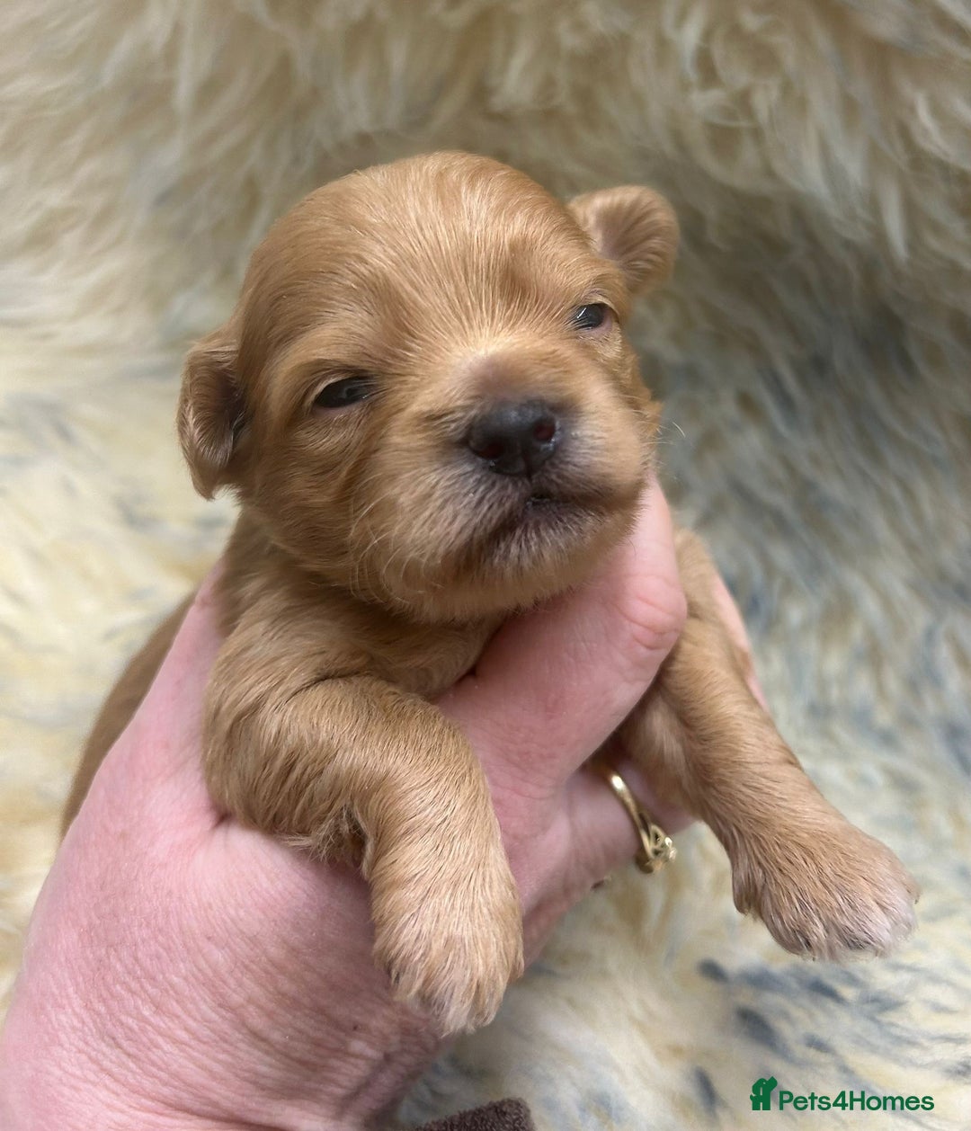 Maltipoo dogs for sale: Red Toy Maltipoos  - Advert 4