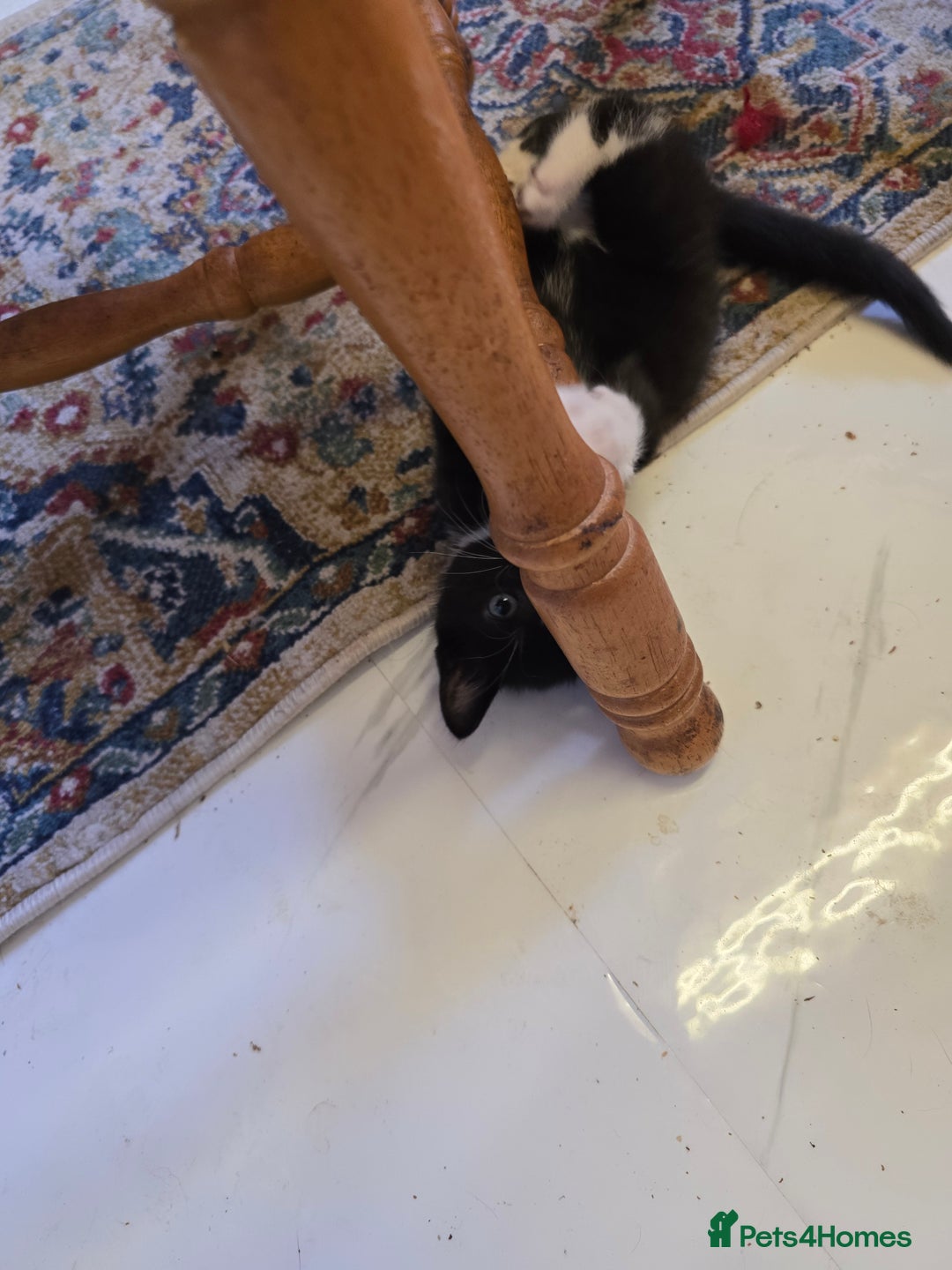 Mixed Breed cats for sale: 5 BEAUTIFUL KITTENS LOOKING NEW HOME  - Image 4