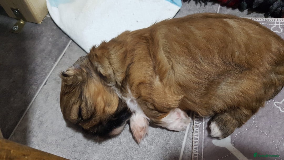 Shih Tzu dogs for sale: Shih Tzu puppies - Image 4