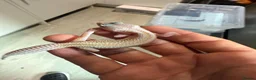 Leopard Gecko reptiles for sale: Leopard Gecko  in London - Advert 11