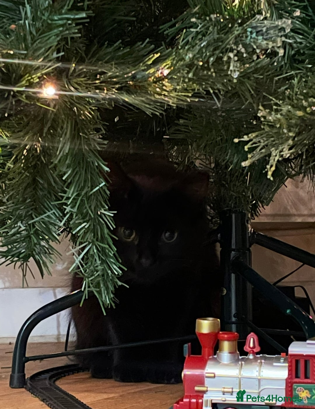 Mixed Breed cats for sale: Rehoming💕 - Advert 2