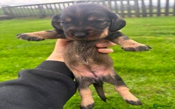 Dachshund dogs for sale: WHD - Wirehaired Dachshund (Teckle) Pups - Image 18