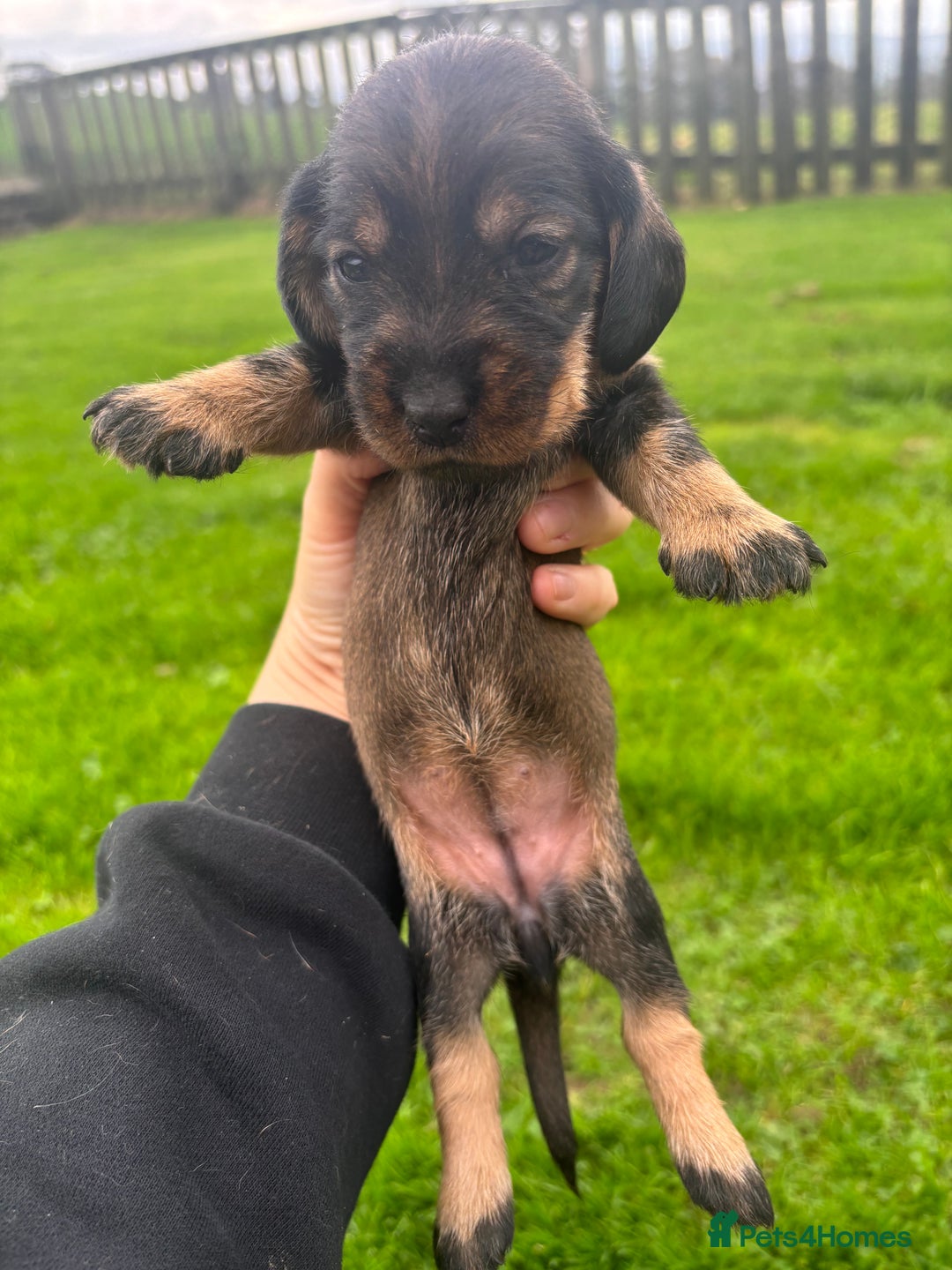 Dachshund dogs for sale: WHD - Wirehaired Dachshund (Teckle) Pups - Image 18