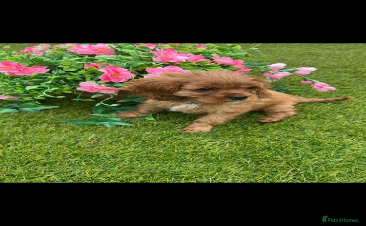 Cavalier King Charles Spaniel dogs - Advert 14