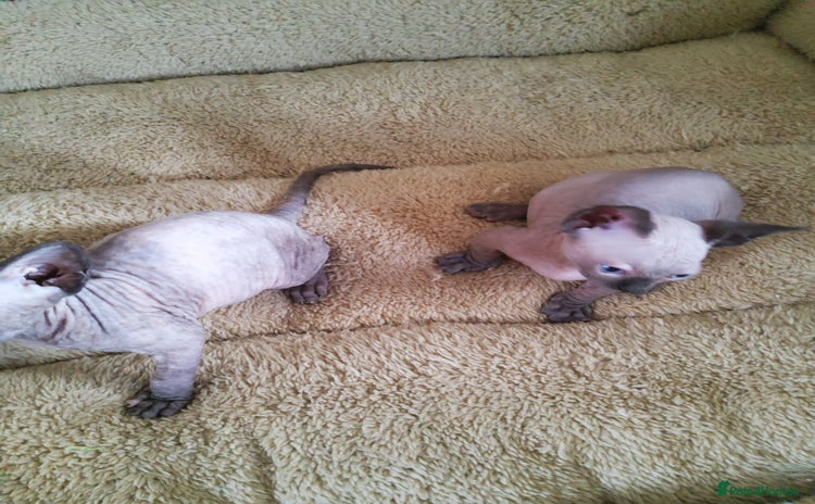 Sphynx cats - Advert 1